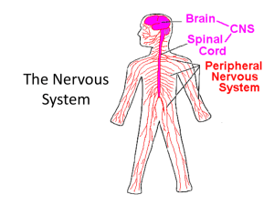 The Nervous System