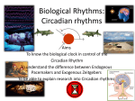 Biological Rhythms