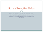Other Receptive-Field Properties