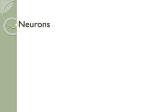 31.1 Really Neurons