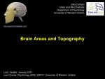 Brain Areas and Topography