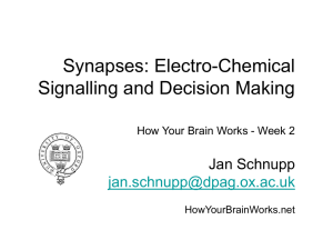 Nerve impulses and Synapses Electro