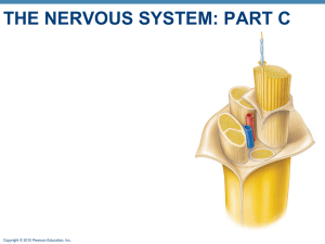 Ch. 7c The Nervous System