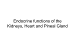 Endocrine functions of the Kidneys, Heart and