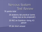 Nervous System