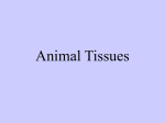 Animal Tissues PowerPoint for Lab