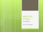 nervous system