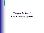 Nervous System Part 3