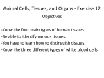 Animal Cells, Tissues, and Organs