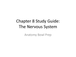 Chapter 8 Study Guide: The Nervous System