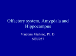 PowerPoint Presentation - Olfactory System, Amygdala and