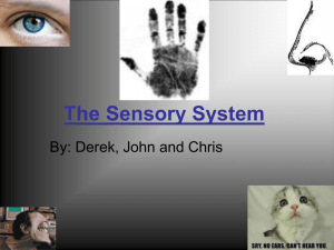 The Sensory System