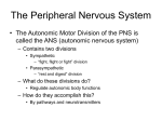 The Peripheral Nervous System