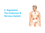 4. Regulation- The Endocrine System