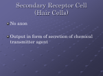 Secondary Receptor Cell (Hair Cells)