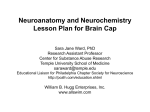 Neuroanatomy and Neurochemistry Lesson Plan for Brain Cap