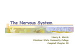 The Nervous System - Volunteer State Community College