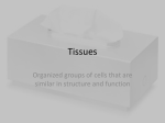 Tissues
