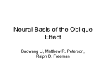 Neural Basis of the Oblique Effect