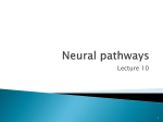 Neural pathways