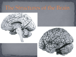 The Structures of the Brain