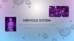 Nervous System - Downey Unified School District