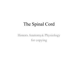 The Spinal Cord