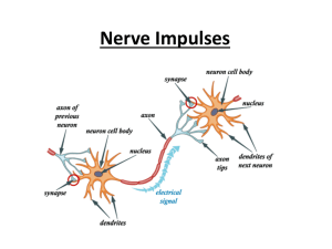 Nerve Impulses - Tamalpais Union High School District