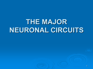 THE BASAL GANGLIA - Selam Higher Clinic