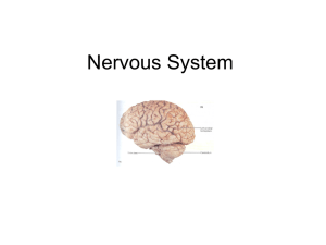 Nervous System