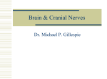 Brain & Cranial Nerves