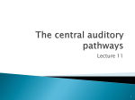 The central auditory pathways