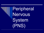 Peripheral Nervous System PNS