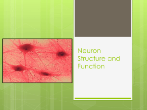 Neuron Structure and Function