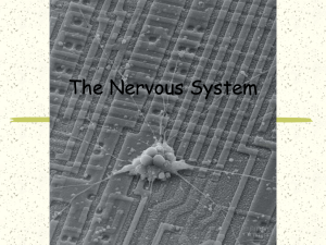 The Nervous System