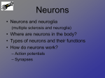 Neurons - Yavapai College