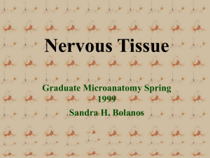 Nervous Tissue