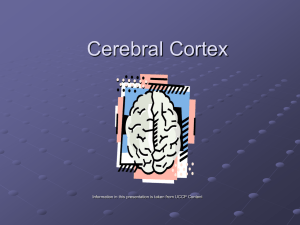 Cerebral Cortex and Corpus Callosum