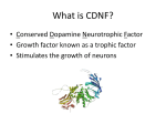 What is CDNF?