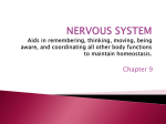 NERVOUS SYSTEM Aids in remembering, thinking, moving