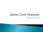 Axial vs. Appendicular Skeleton