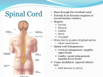 Spinal Cord