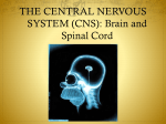 Central Nervous System - York Catholic District School Board