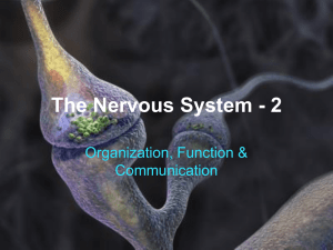 The Nervous System - 1