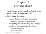 Nervous Tissue - Essex County College Faculty Web Server