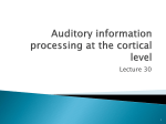 Auditory information processing at the cortical level