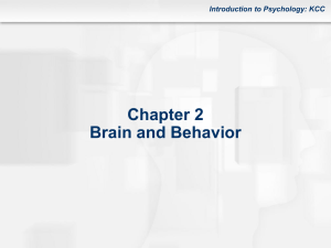 Chapter 2: The Brain and Behavior