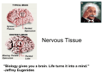 Chapter 7 Part 1 Nervous Tissue