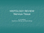 histology06