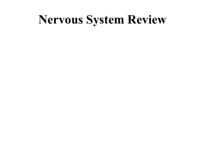 Central Nervous System Sensory neurons transmit impulses from the